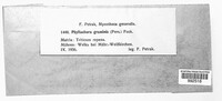Phyllachora graminis image